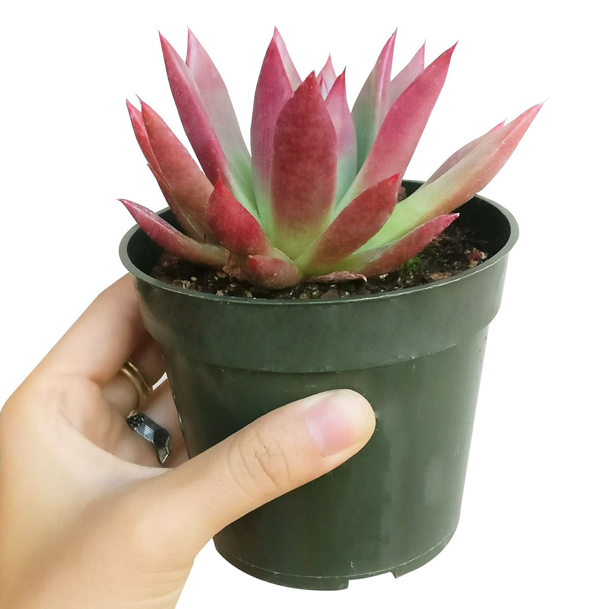 Echeveria Agavoides Lipstick Succulent