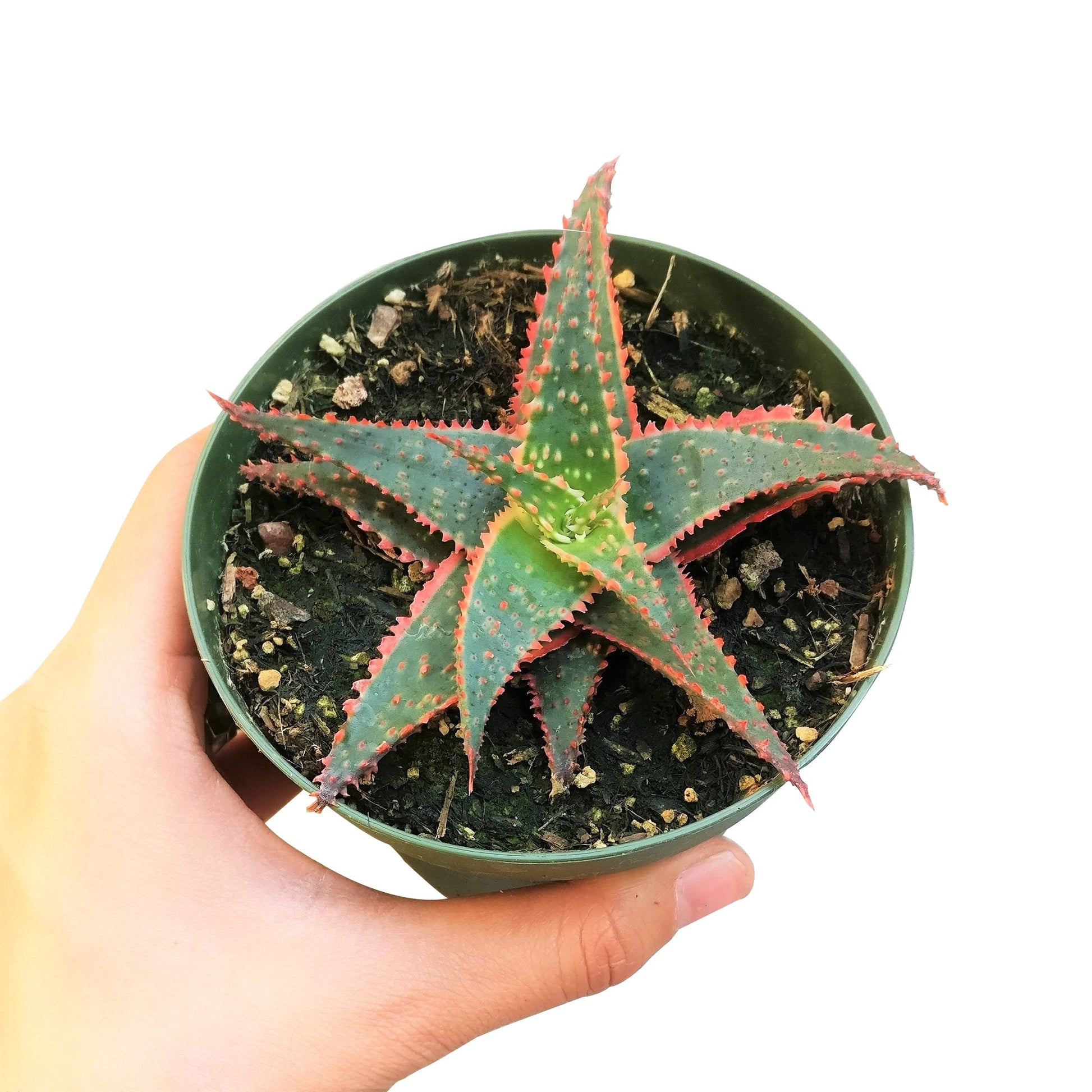 christmas carol succulent Aloe Christmas Carol 4 inch / Clay Pot