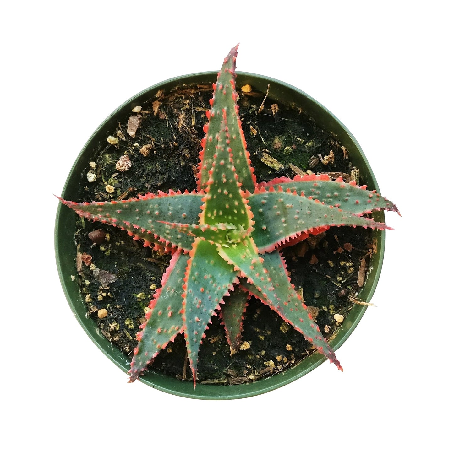 Aloe Christmas Carol