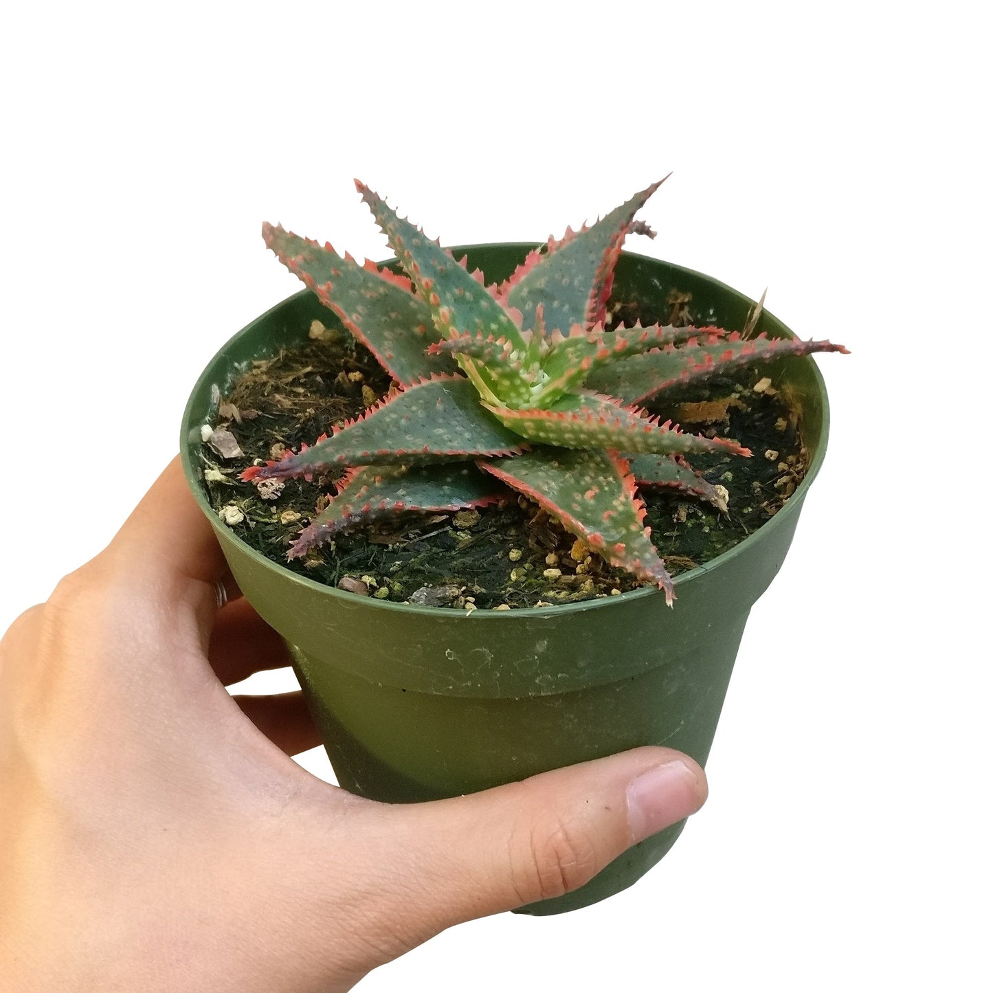 Aloe Christmas Carol