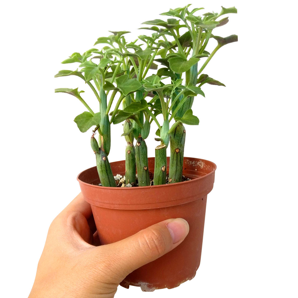 Senecio Articulatus Candle Plant