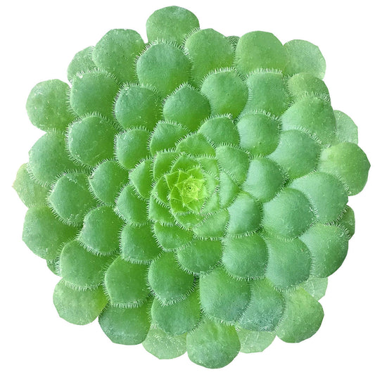 Aeonium Dinner Plate