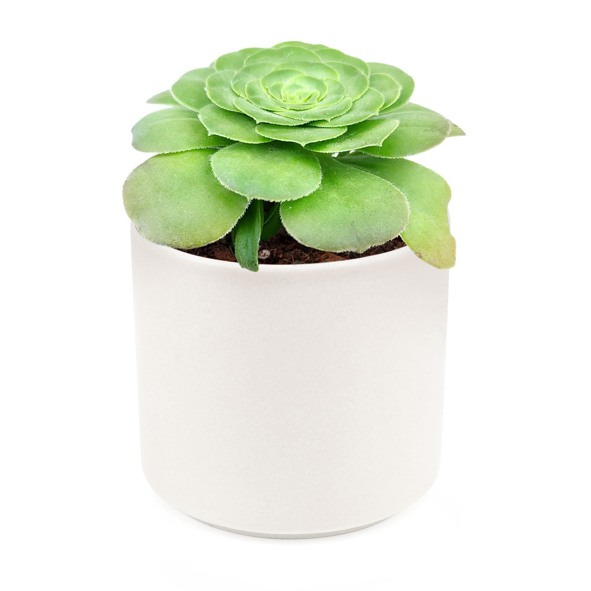 Aeonium Dinner Plate