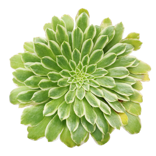 Aeonium Emerald Ice