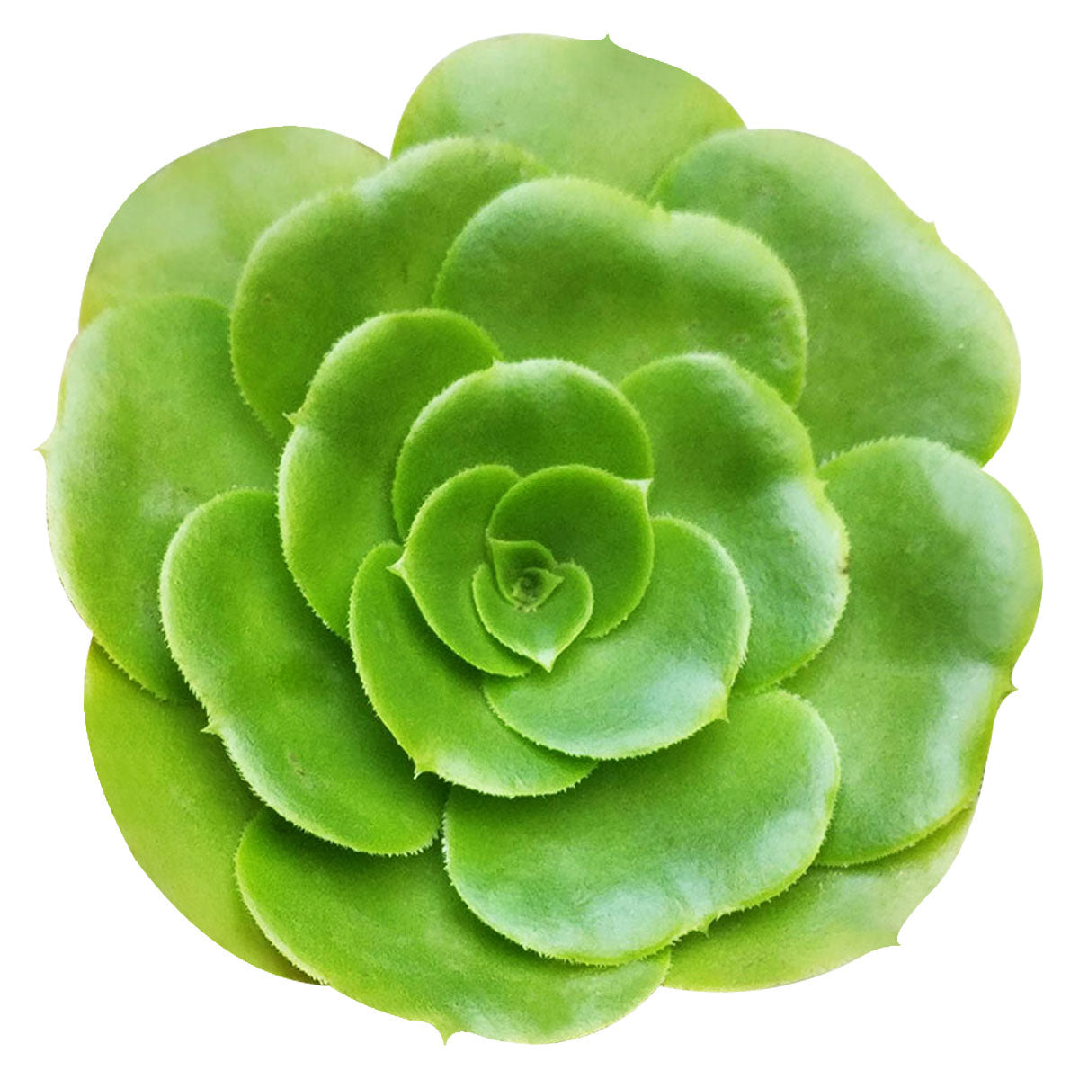 Aeonium Green Platters