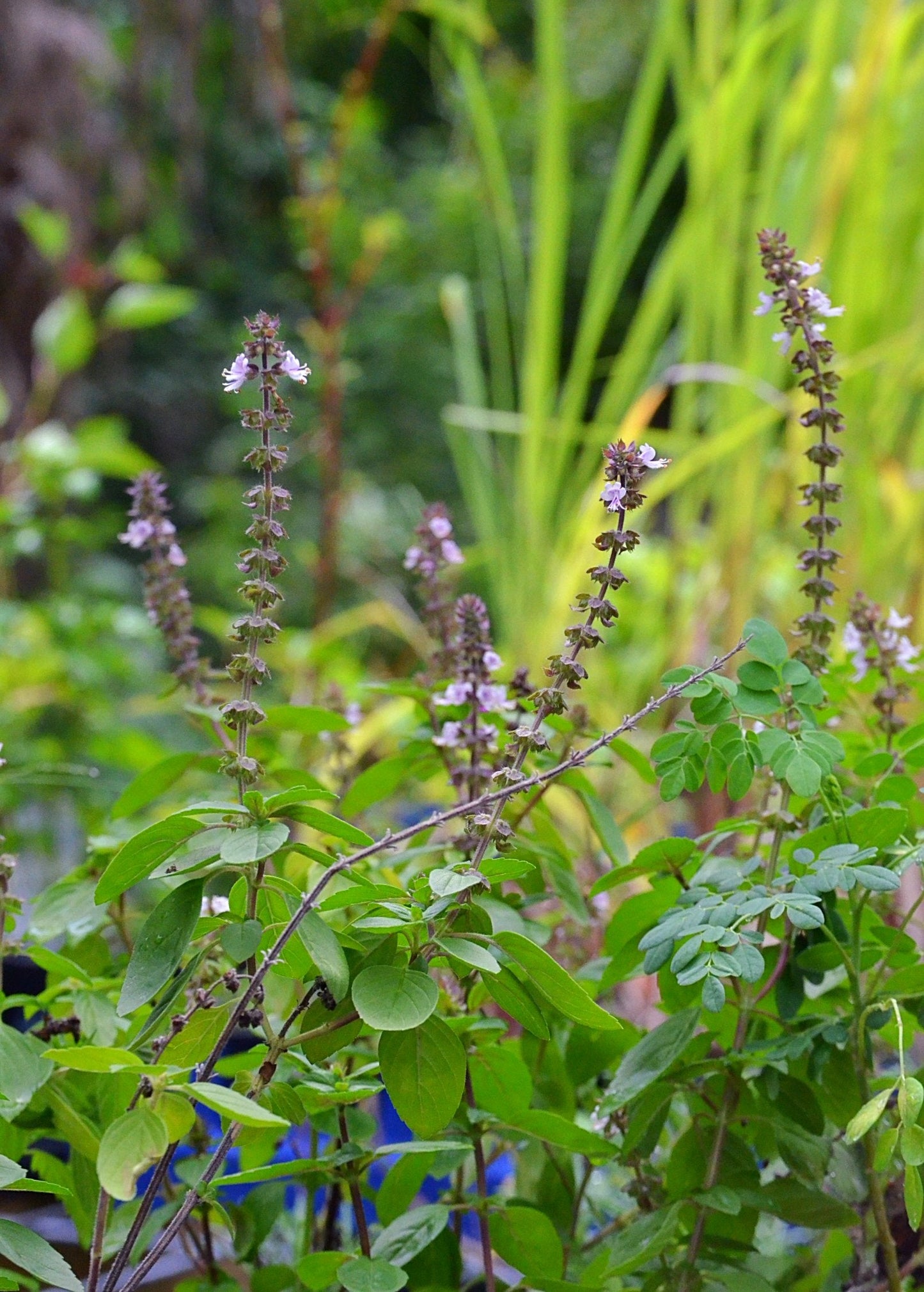 African Blue Basil (Ocimum Kilimandscharicum × Basilicum 'Dark Opal')