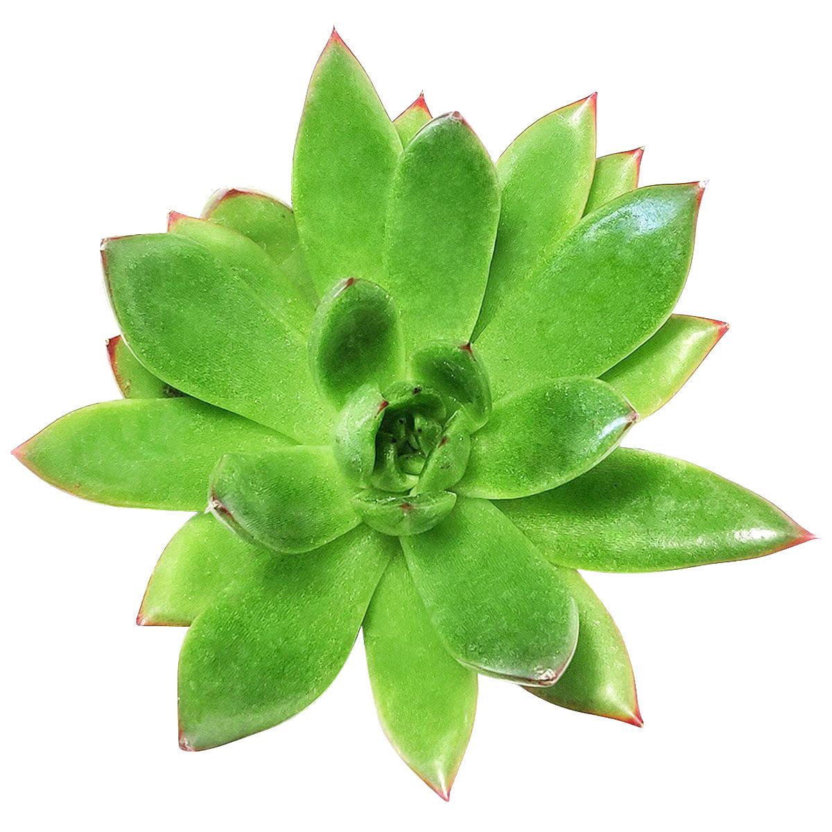 Echeveria Agavoides Christmas