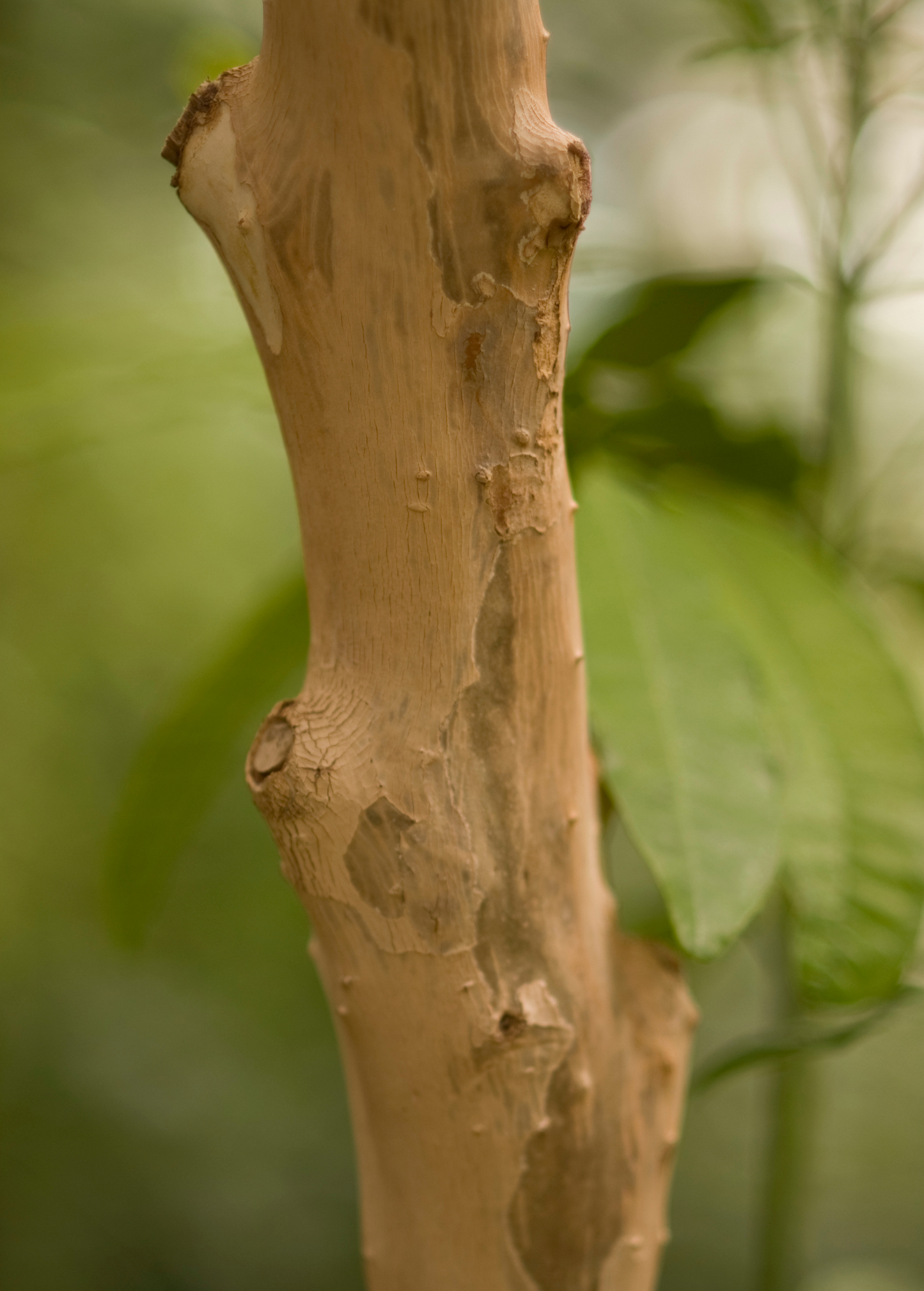 Allspice (Pimenta dioica)