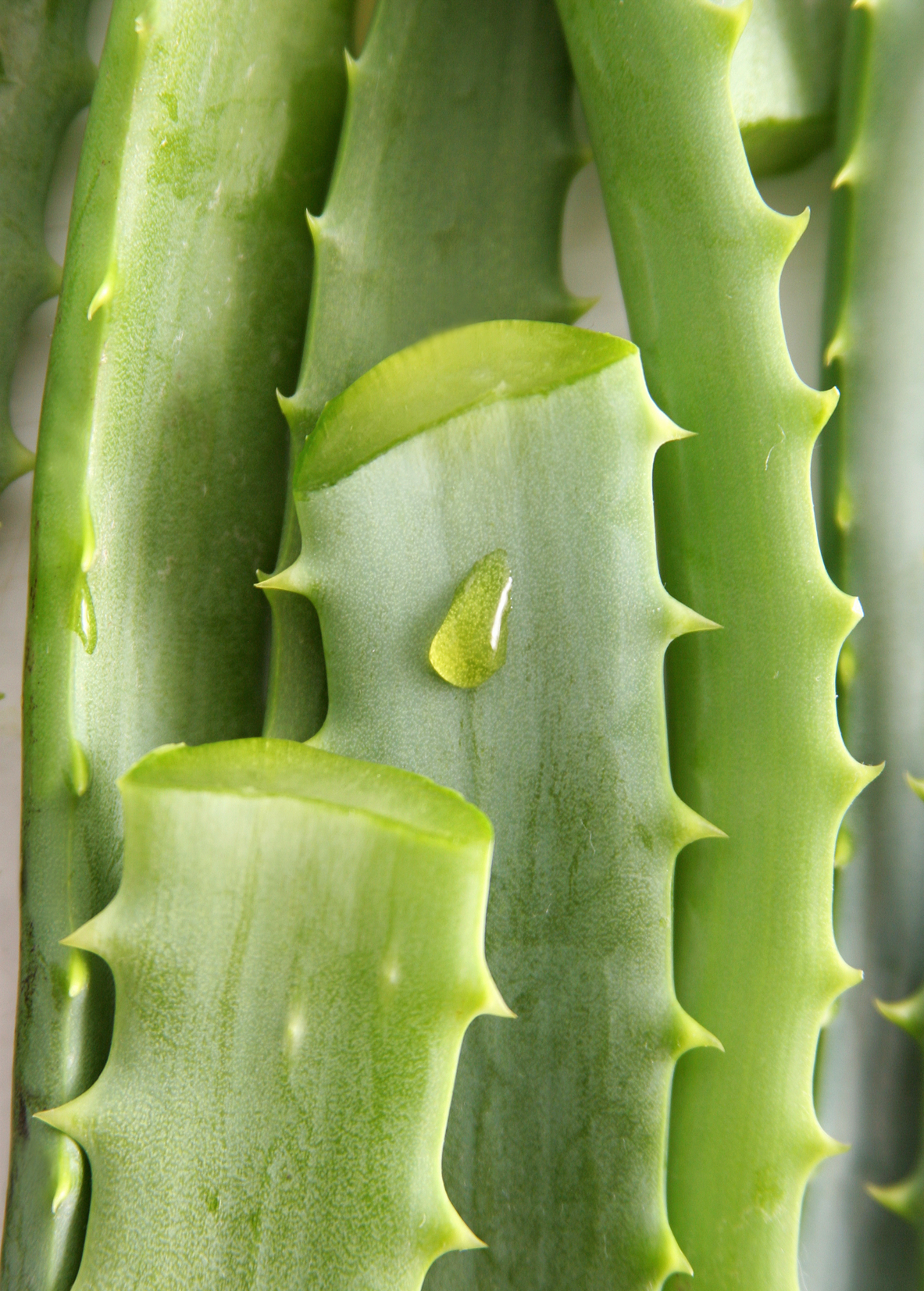 Aloe (Aloe vera)