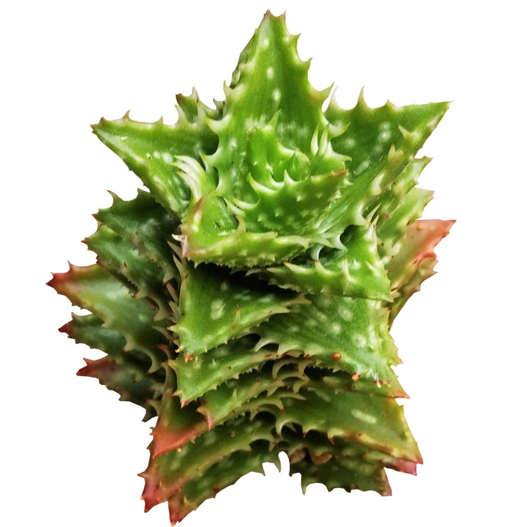 Tiger Tooth Aloe Juvenna