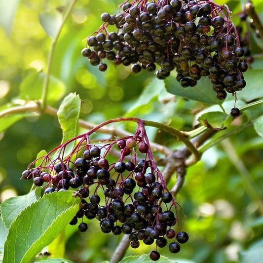 American Black Elderberry