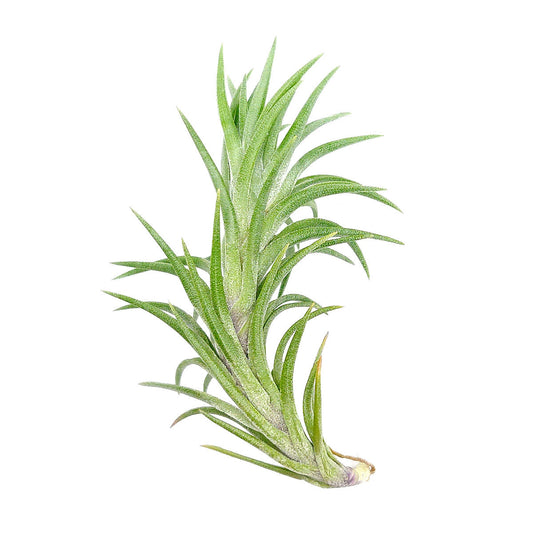 Tillandsia Araujei