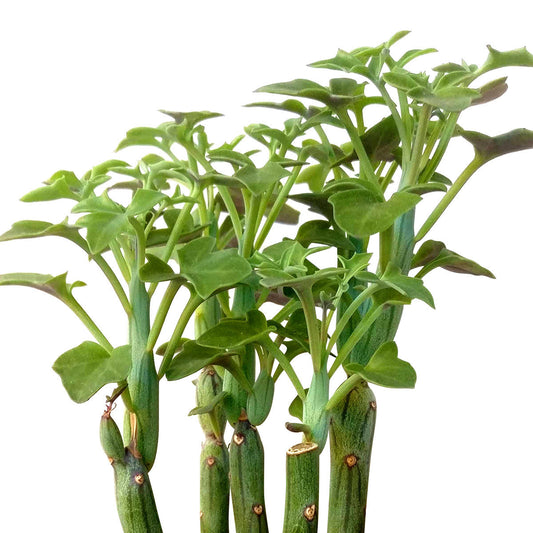 Senecio Articulatus Candle Plant