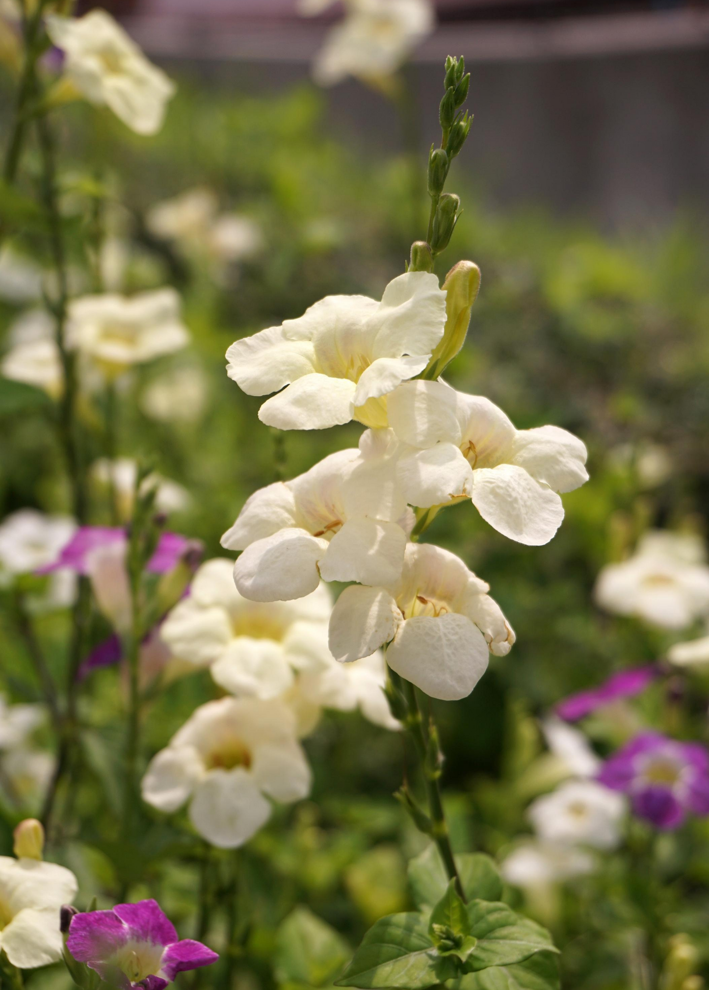 Asystasia, Chinese Creeping Foxglove (Asystasia gangetica)