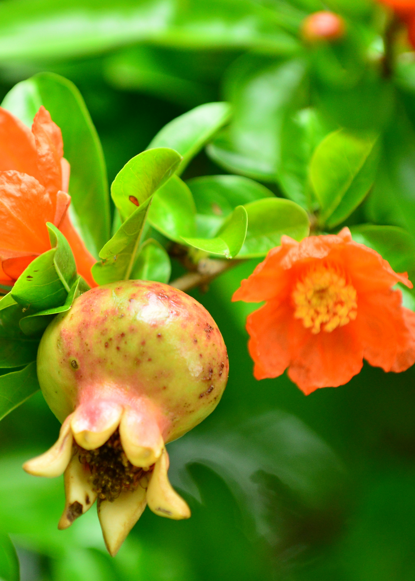 Pomegranate 'Azadi' (Punica granatum 'Azadi')