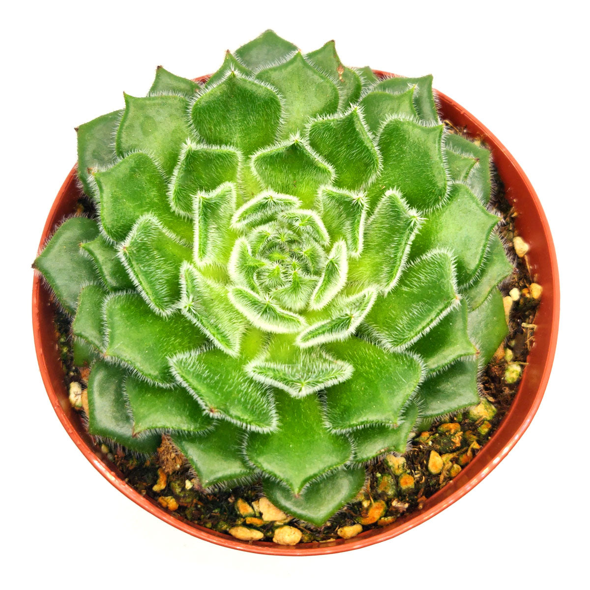Echeveria Setosa Var. Ciliata