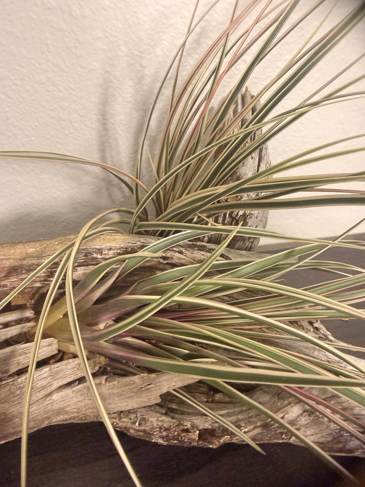 Cyanea Variegata -10 to 12 Inches - Cream and Green Variegated Grass Air Plant - Hot Pink Leaf Flush in Bloom - Long Slender Leaves - Hybrid - Easy Care Indoor Tropical
