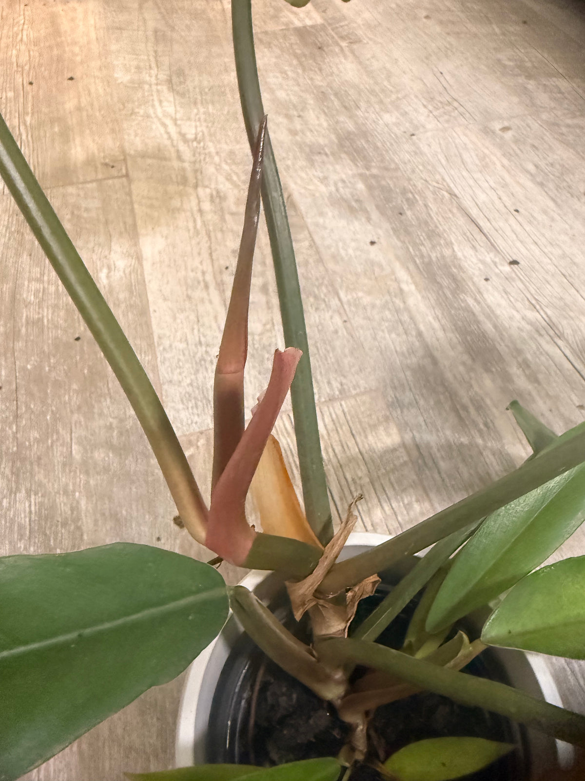 Philodendron Choco Empress - Chocolate Philodendron - Dark Leaf Philodendron - Large Leaf Houseplant - Easy Care Aroid - Indoor Tropical Houseplant -