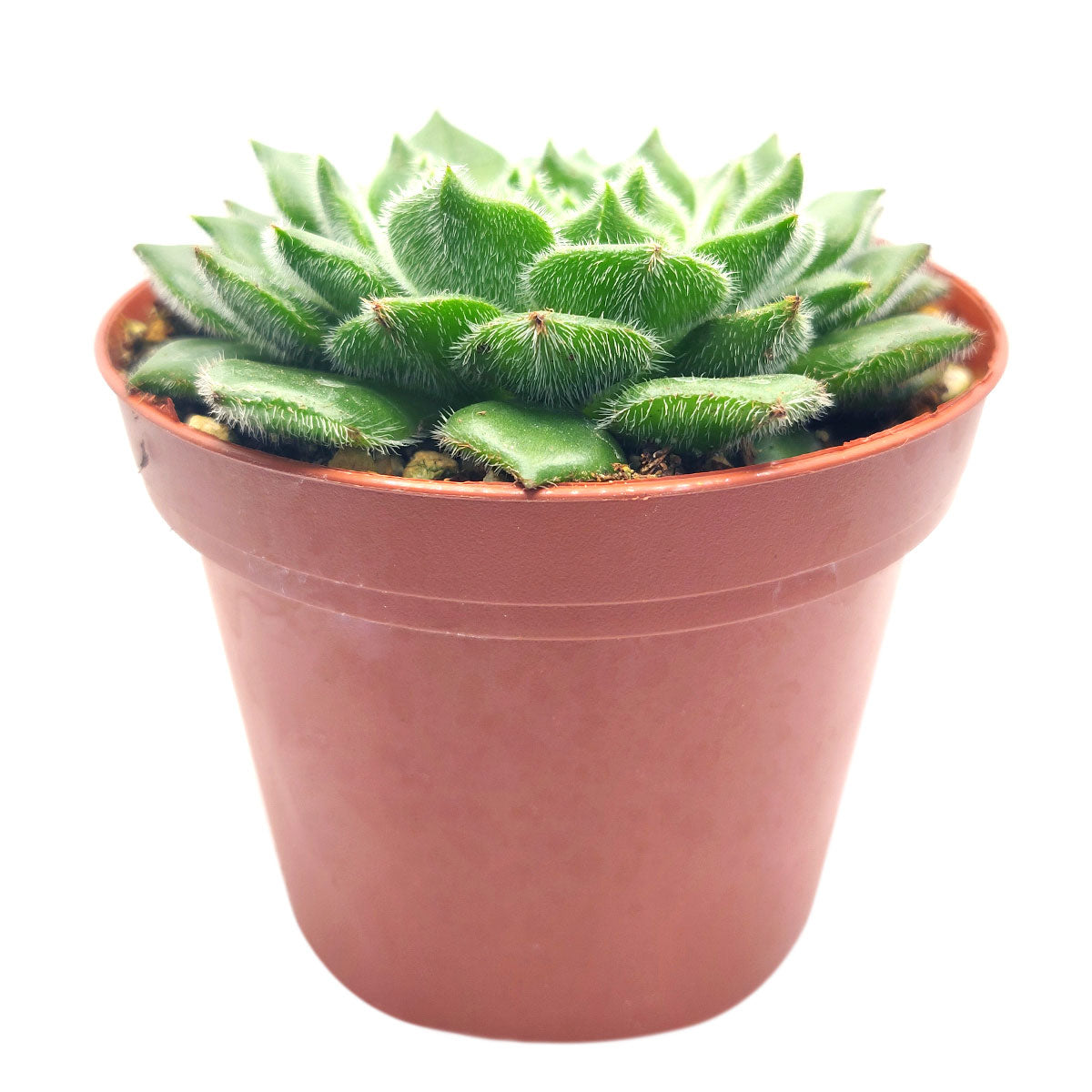 Echeveria Setosa Var. Ciliata