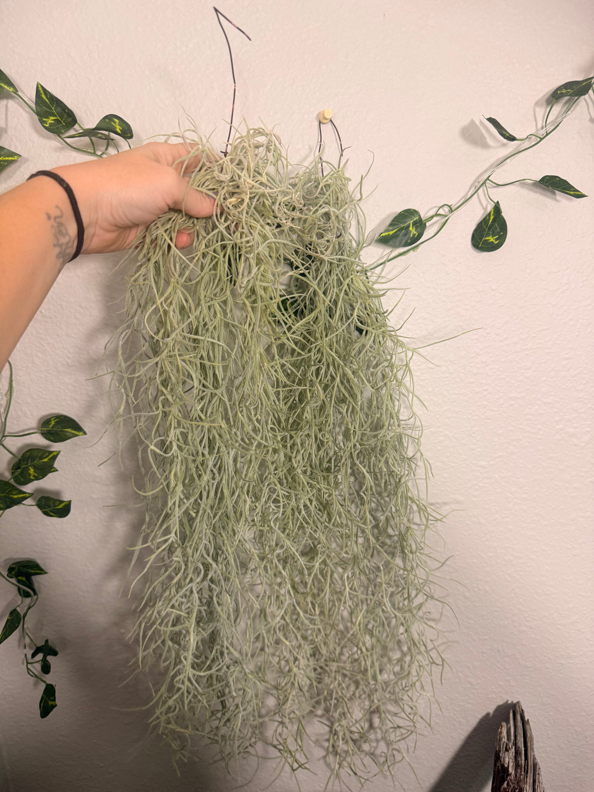 Usenoides 2 Pack - Tropical Moss Air Plant - Silvery Green - Soft Velvet Like Texture - Live Air Plant - Low Maitanance  - Indoor House Plant