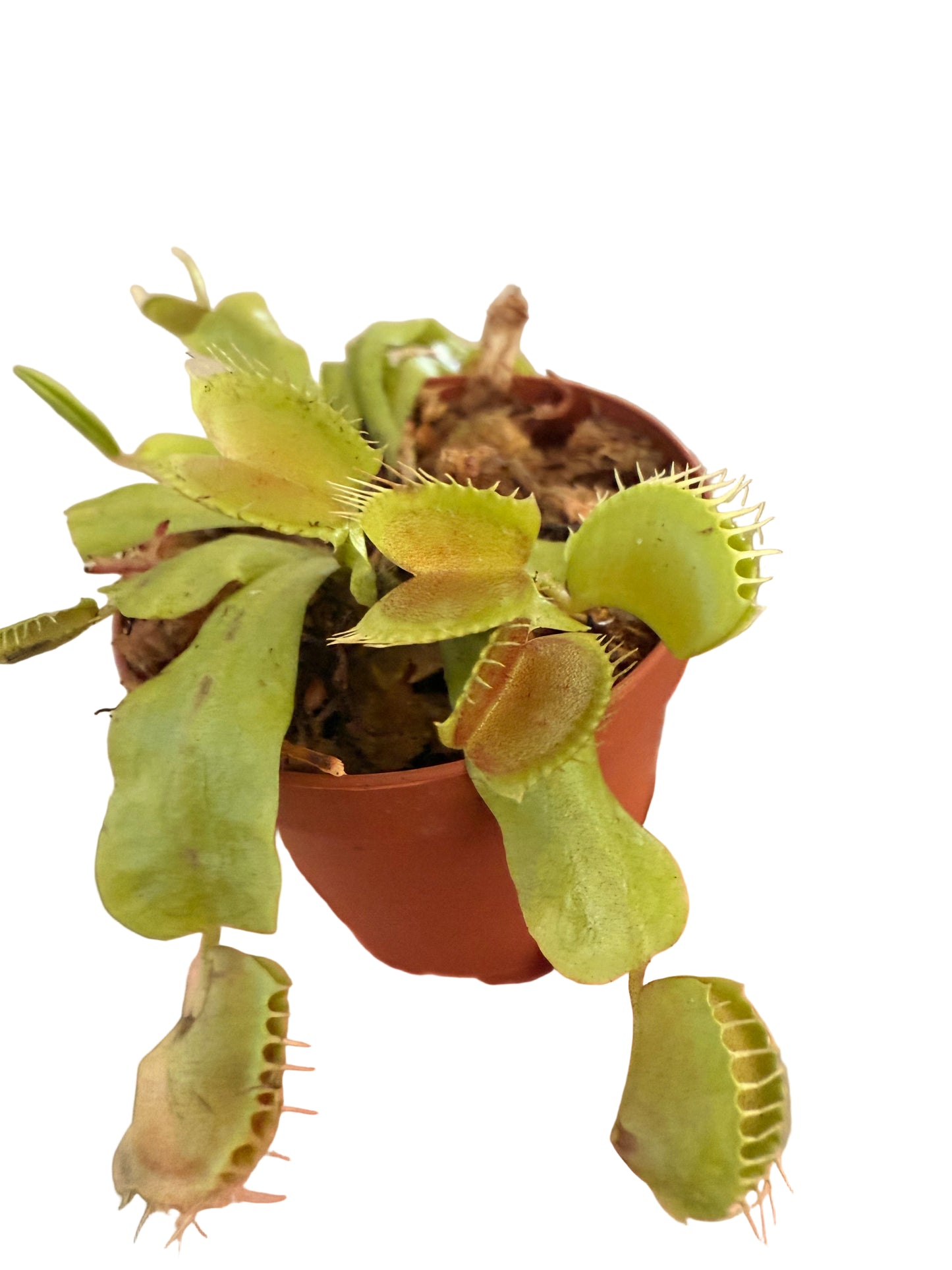 Mix of Carnivorous Live Plants - Low-Maintenance - Sundew - Sarracenia - Nepanthes - Insect-eating Plants - Terrarium Carnivorous Plants