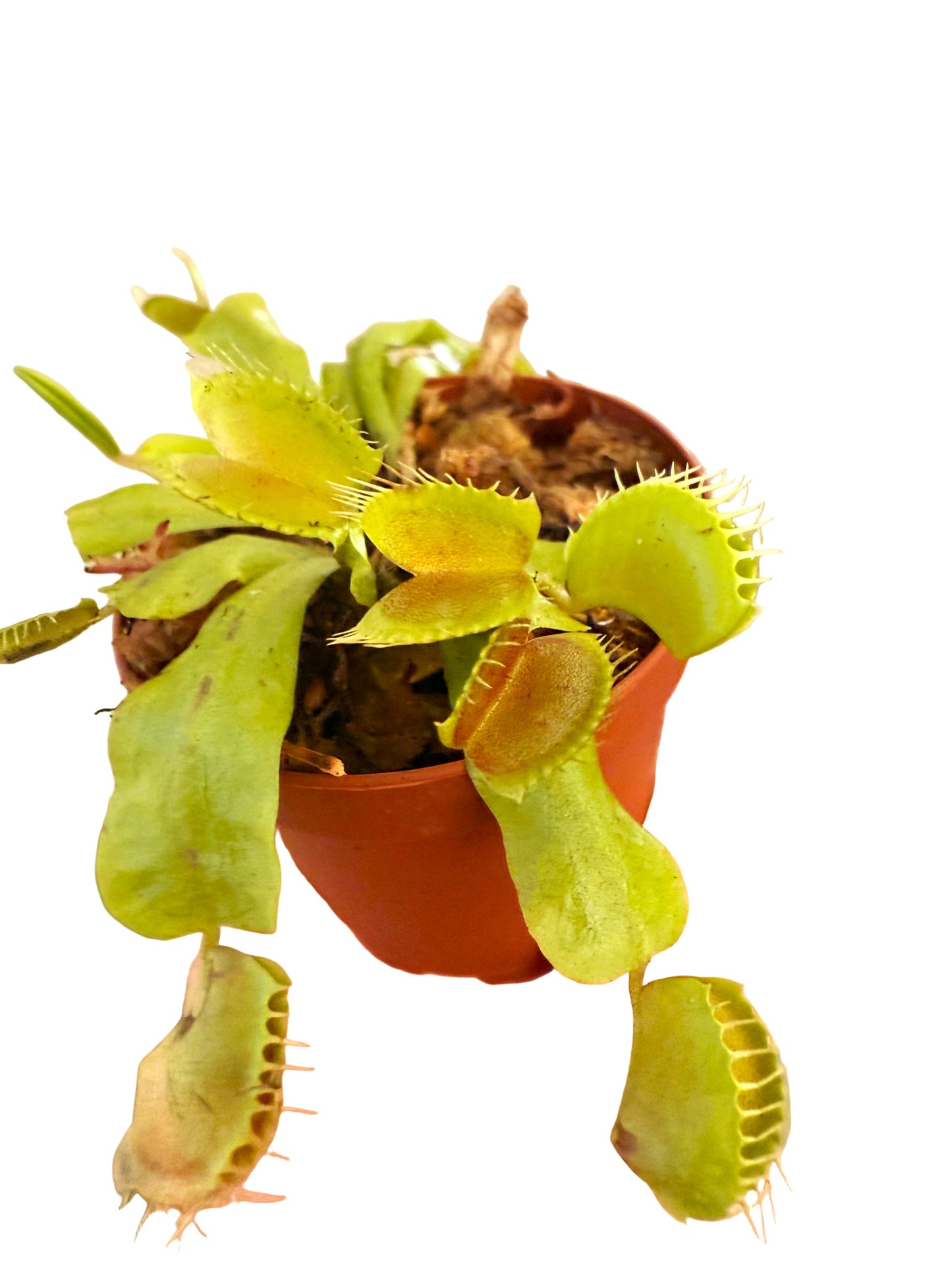 Venus Fly Trap - Dionaea muscipula - Live Carnivorous Plant - Insect-eating Plant - Venus Fly Trap Houseplant - Beginner Carnivorous Plant - Live Flytrap Plant - Terrarium Carnivorous Plant - Small Venus Fly Trap