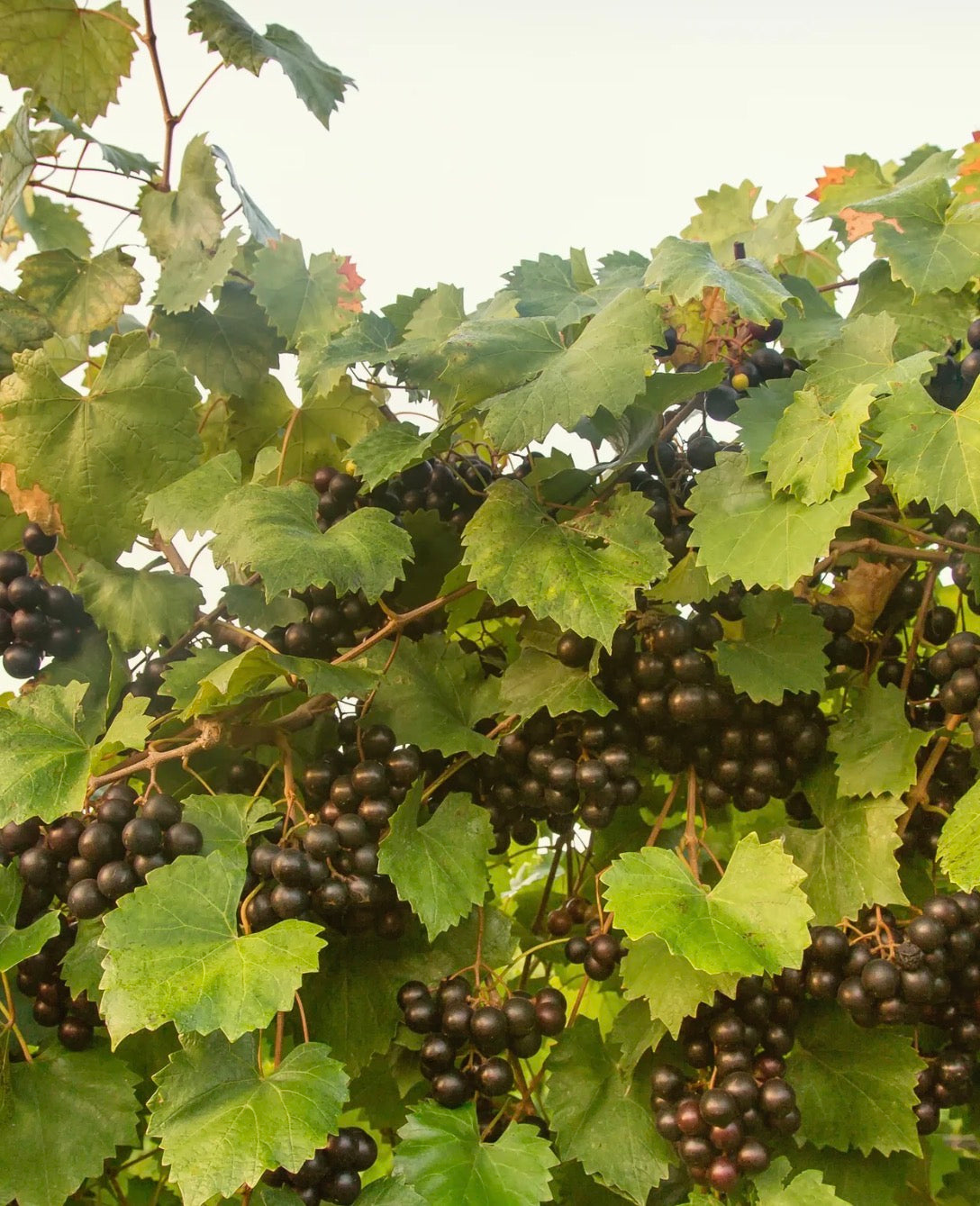 Southern Home Muscadine Grape