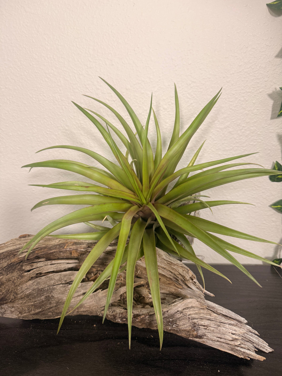 Capitata Red - 10 to 12 Inches - Large Full Air Plant - Red Leaf Flush When Blooming - Indoor Tropical Air Plant - Easy Care - Moderate to Bright Light Tolerant - Air Purifying - Unique and Rare Houseplant