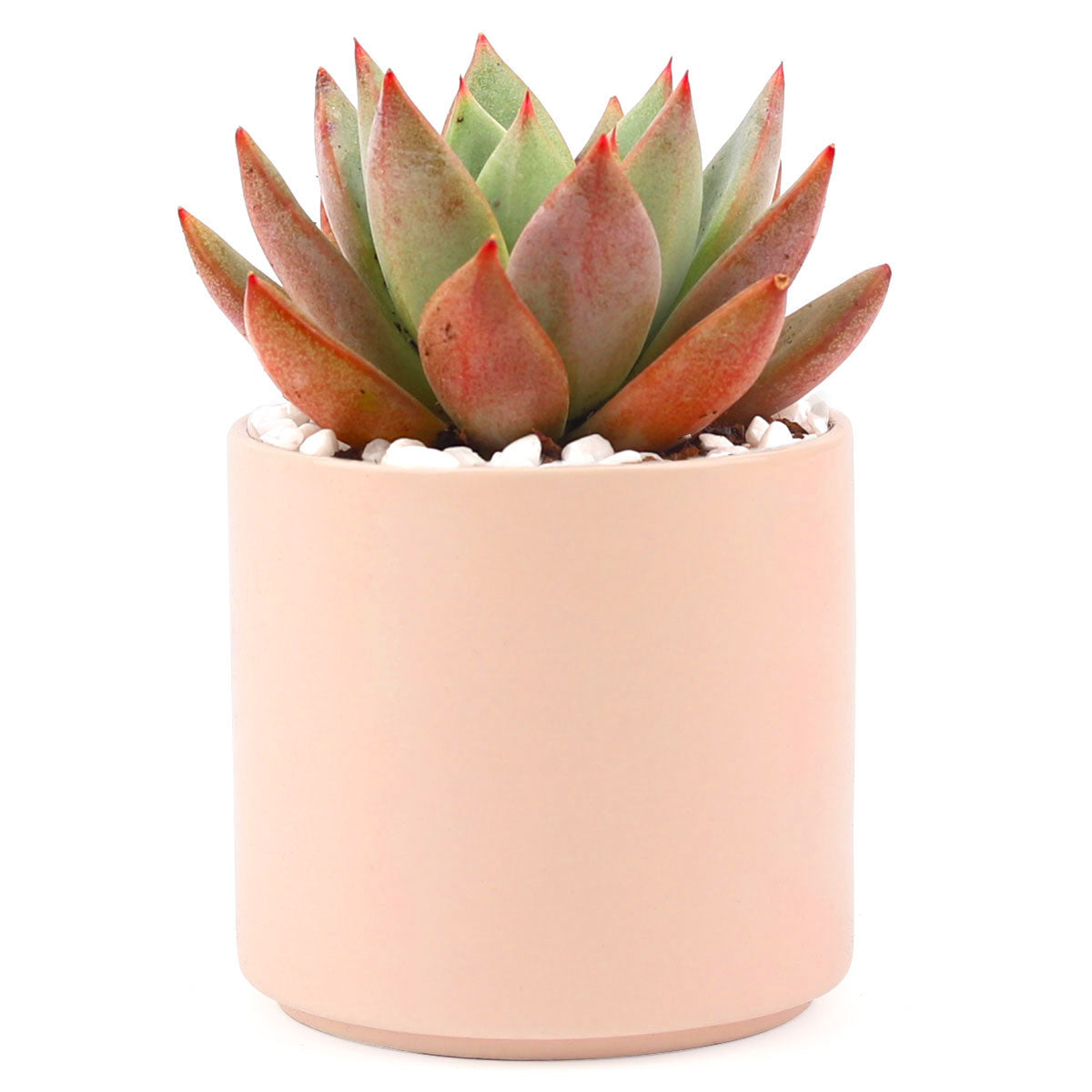 Coral Modern Cylinder Pot