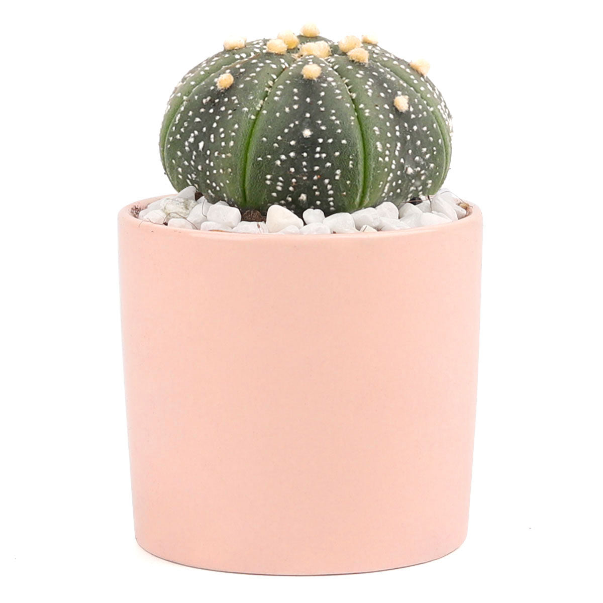 Coral Modern Cylinder Pot