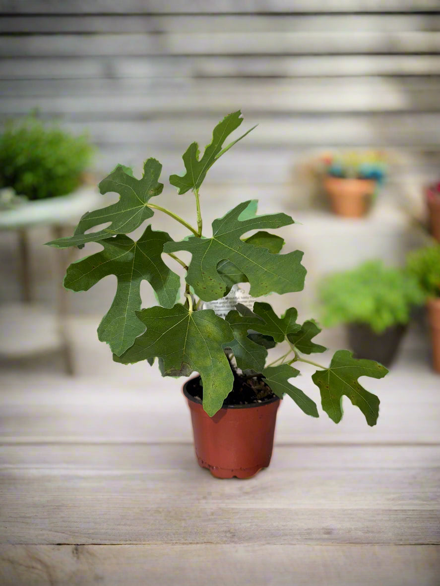 Chicago Hardy Fig - Ficus carica - Cold Hardy - Zones 6 to 10 - Easy to Grow - Compact Fruit Tree - Organic Container Gardening