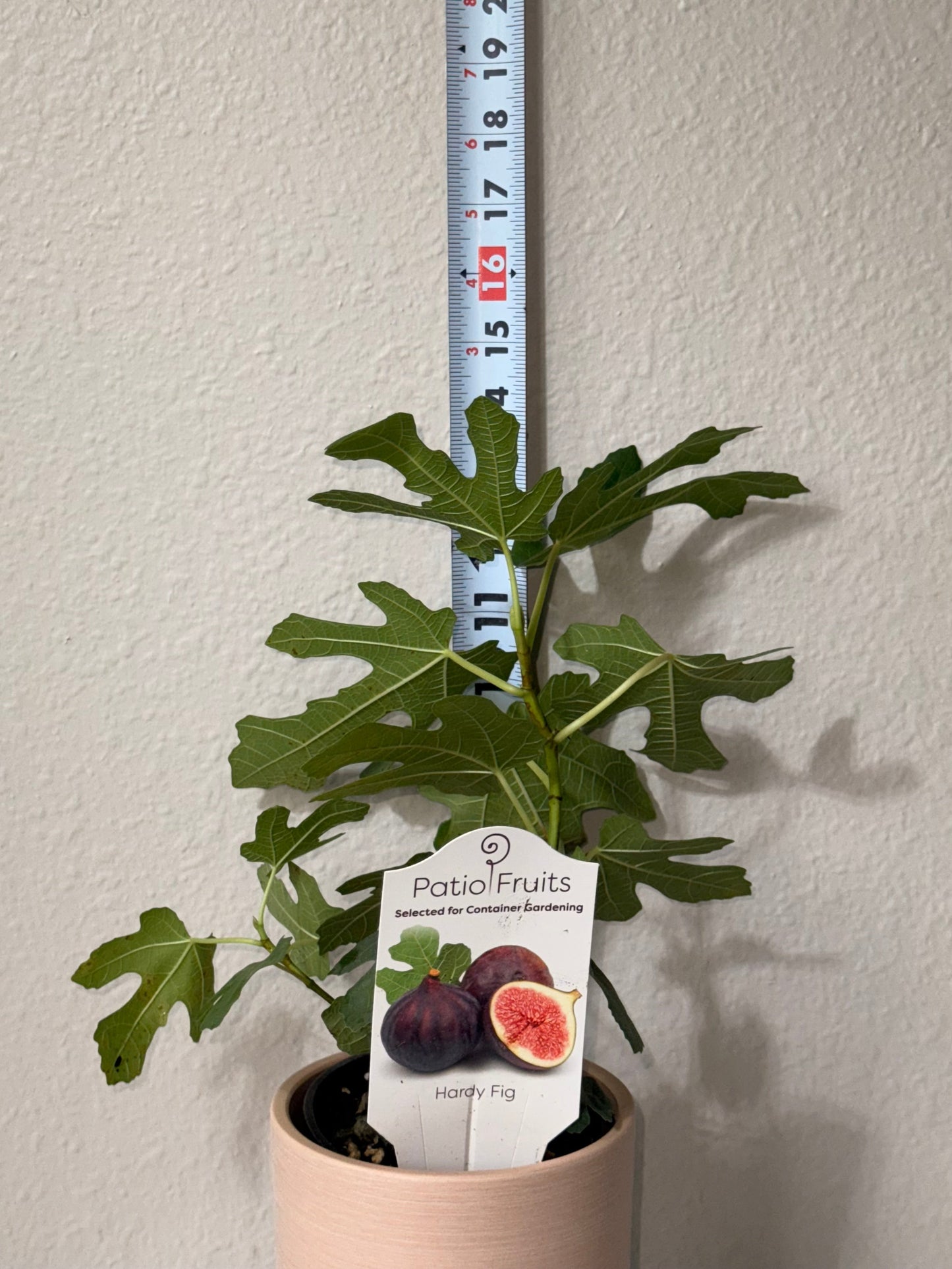 Chicago Hardy Fig - Ficus carica - Cold Hardy - Zones 6 to 10 - Easy to Grow - Compact Fruit Tree - Organic Container Gardening