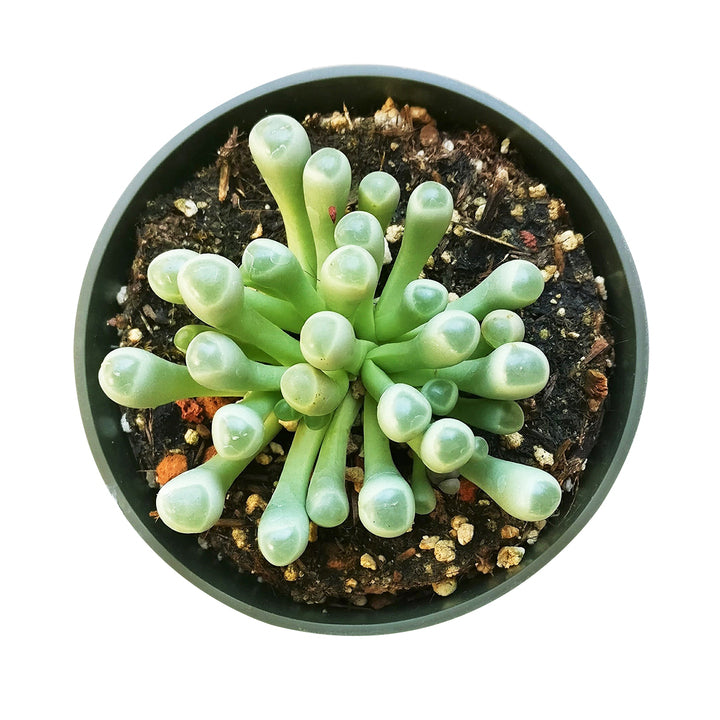 Baby Toes Fenestraria