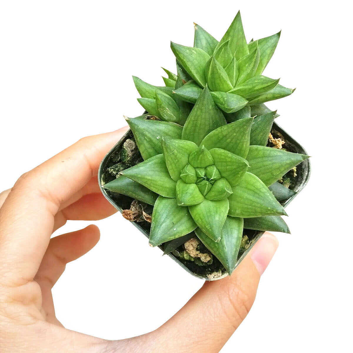 Haworthia Batesiana Succulent