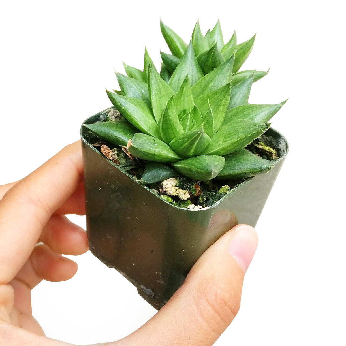 Haworthia Batesiana Succulent