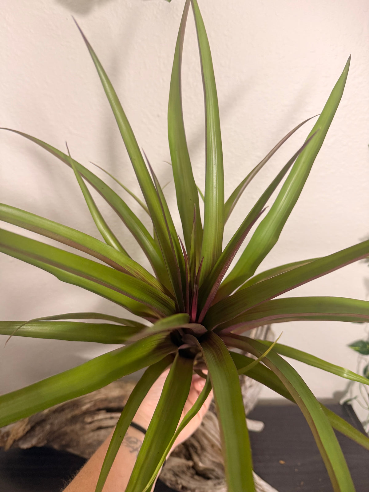 Antonio - Rare Hybrid Air Plant - 10 to 12 Inches - No Soil Required - Indoor Tropical Houseplant - Deep Maroon to Purple Leaf Flush - Hot Pink Blooms - Easy Care - Medium to Bright Light