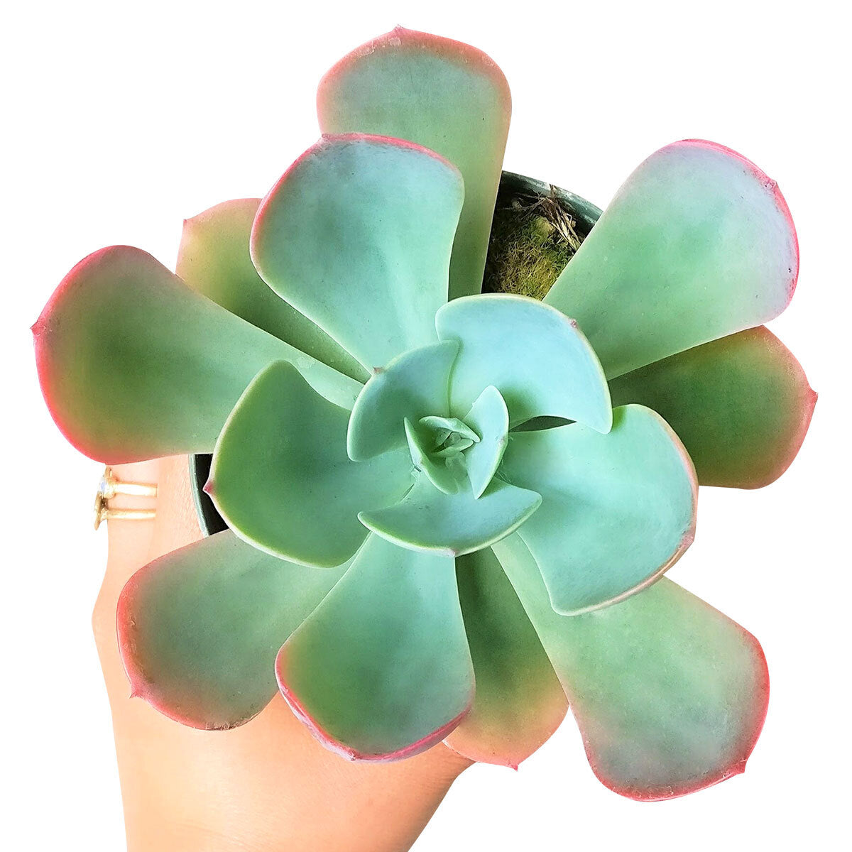 Echeveria Blue Sky Succulent