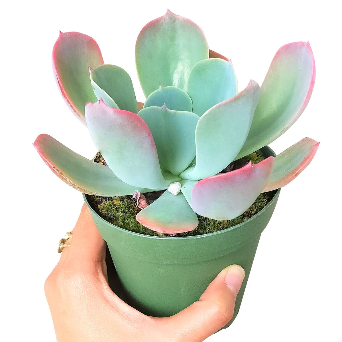 blue and pink succulent Echeveria Blue Sky Succulent – Lovehopegrow