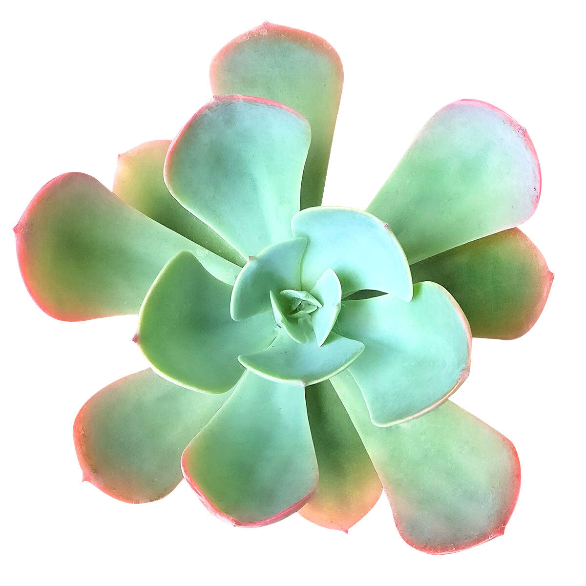 Echeveria Blue Sky Succulent