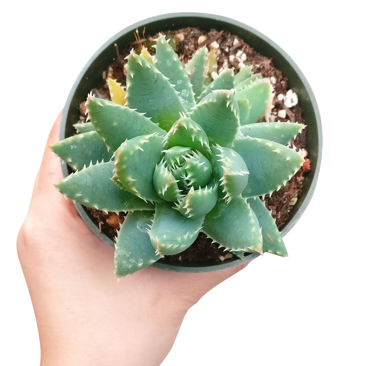 Aloe Brevifolia Short-leaved Aloe