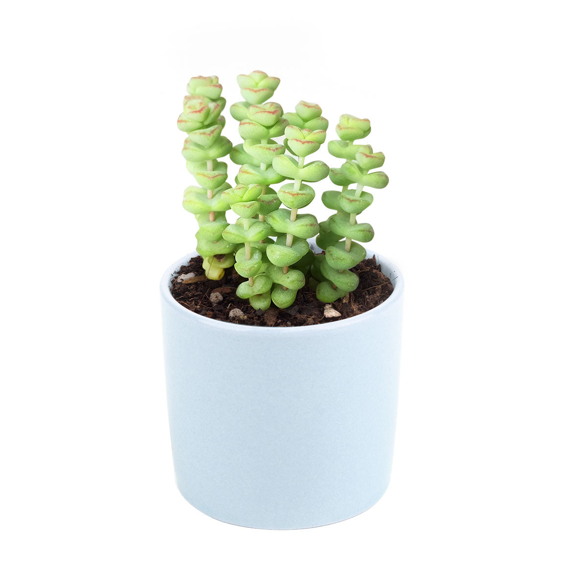 Crassula Baby Necklace