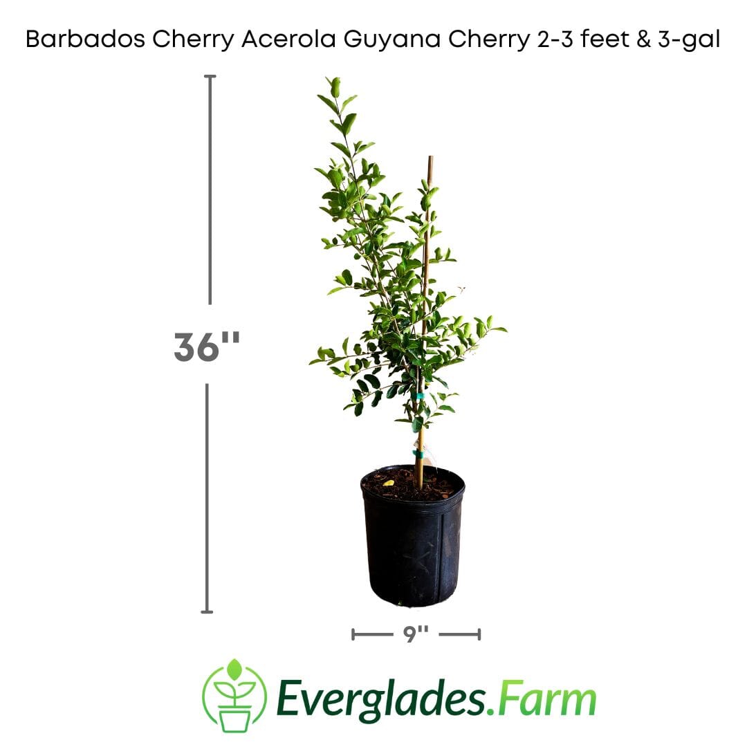 Barbados Cherry, Acerola, Guyana Cherry Tree