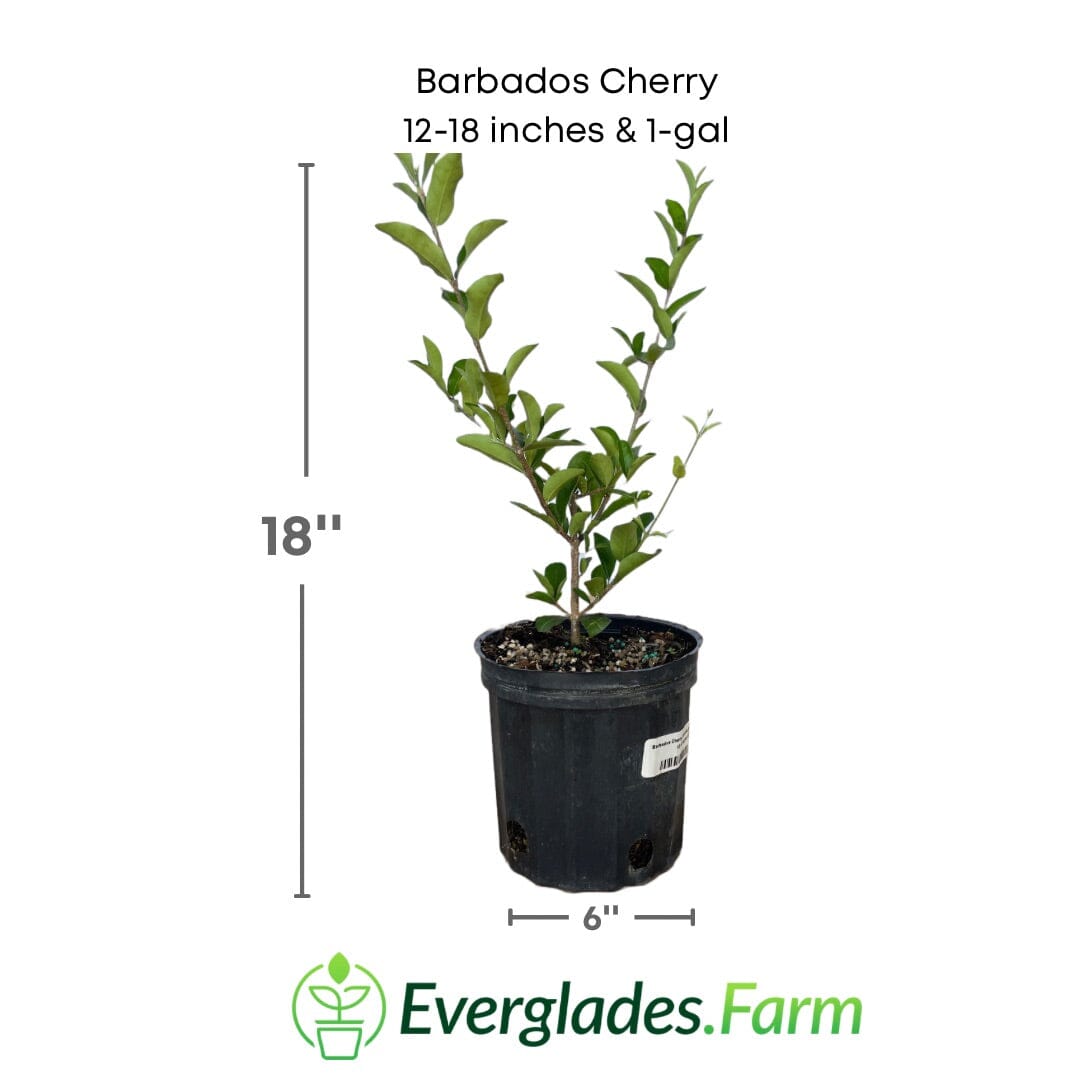 Barbados Cherry, Acerola, Guyana Cherry Tree