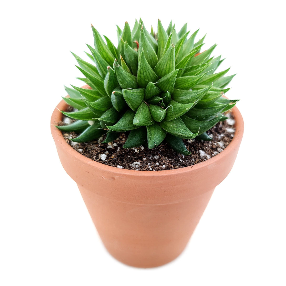 Haworthia Batesiana Succulent