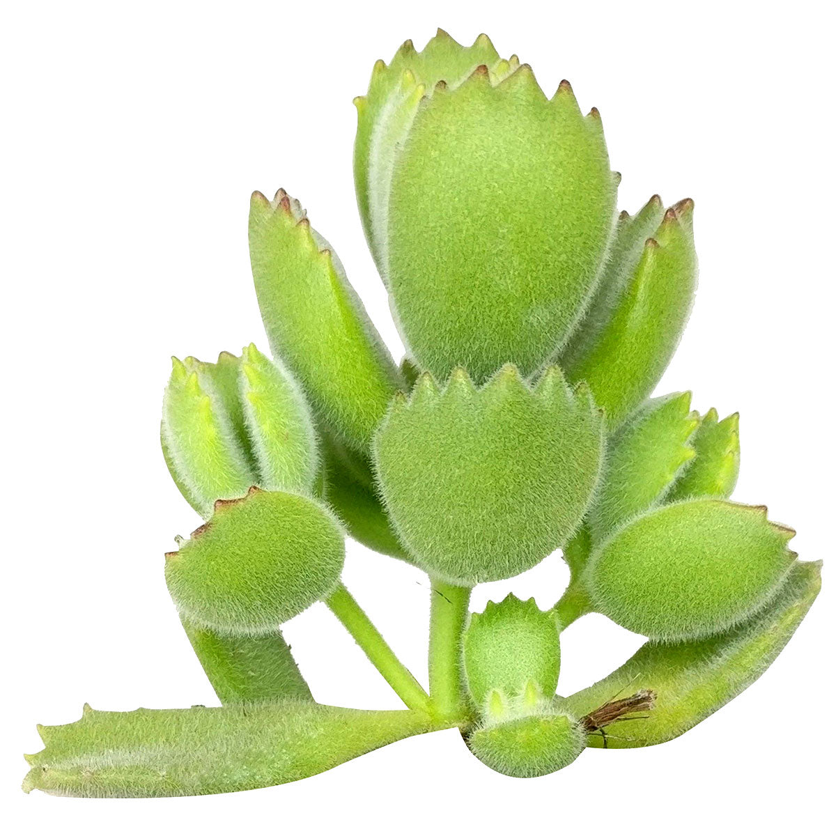 Cotyledon Tomentosa Bear Paw