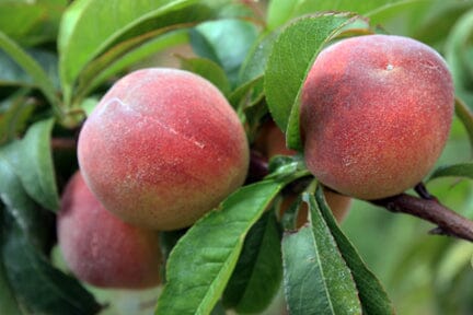 Tropic Beauty Dwarf Peach Tree Grafted  Low Chill, Self-Fertile, Sweet & Juicy Fruit for Warm Climates (USDA Zones 8-10)