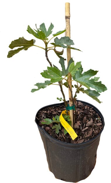Dwarf Fig Tree "Beer's Black"