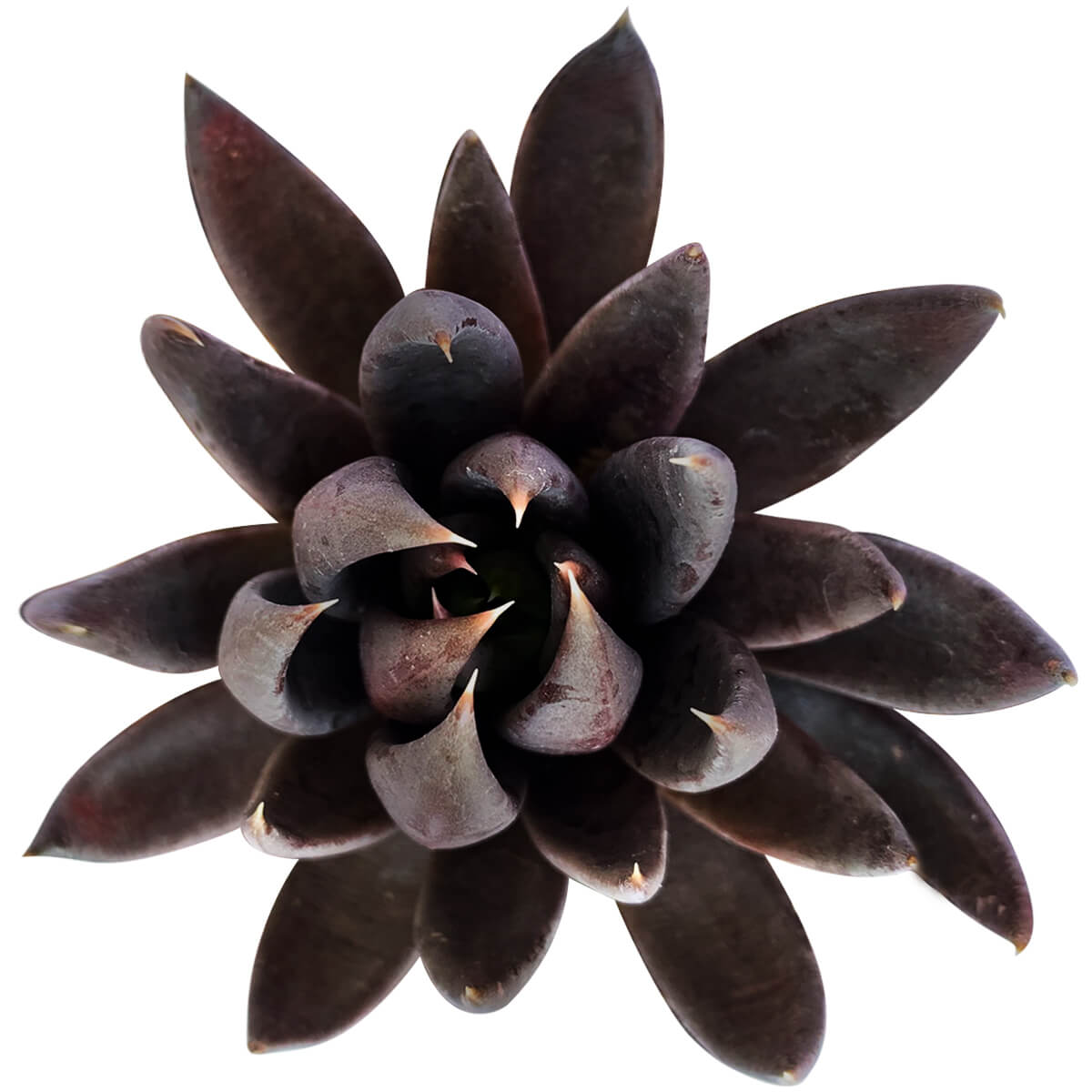 Echeveria Black Knight