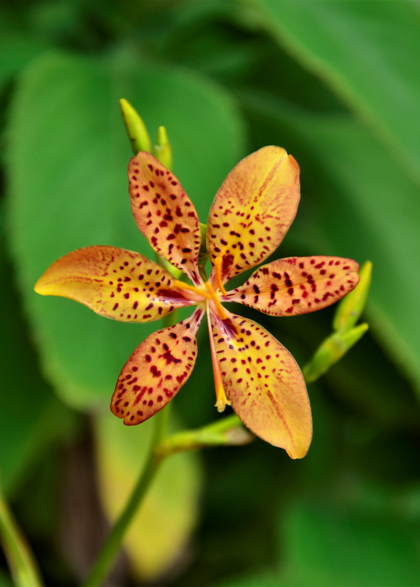 Blackberry Lily (Iris domestica)