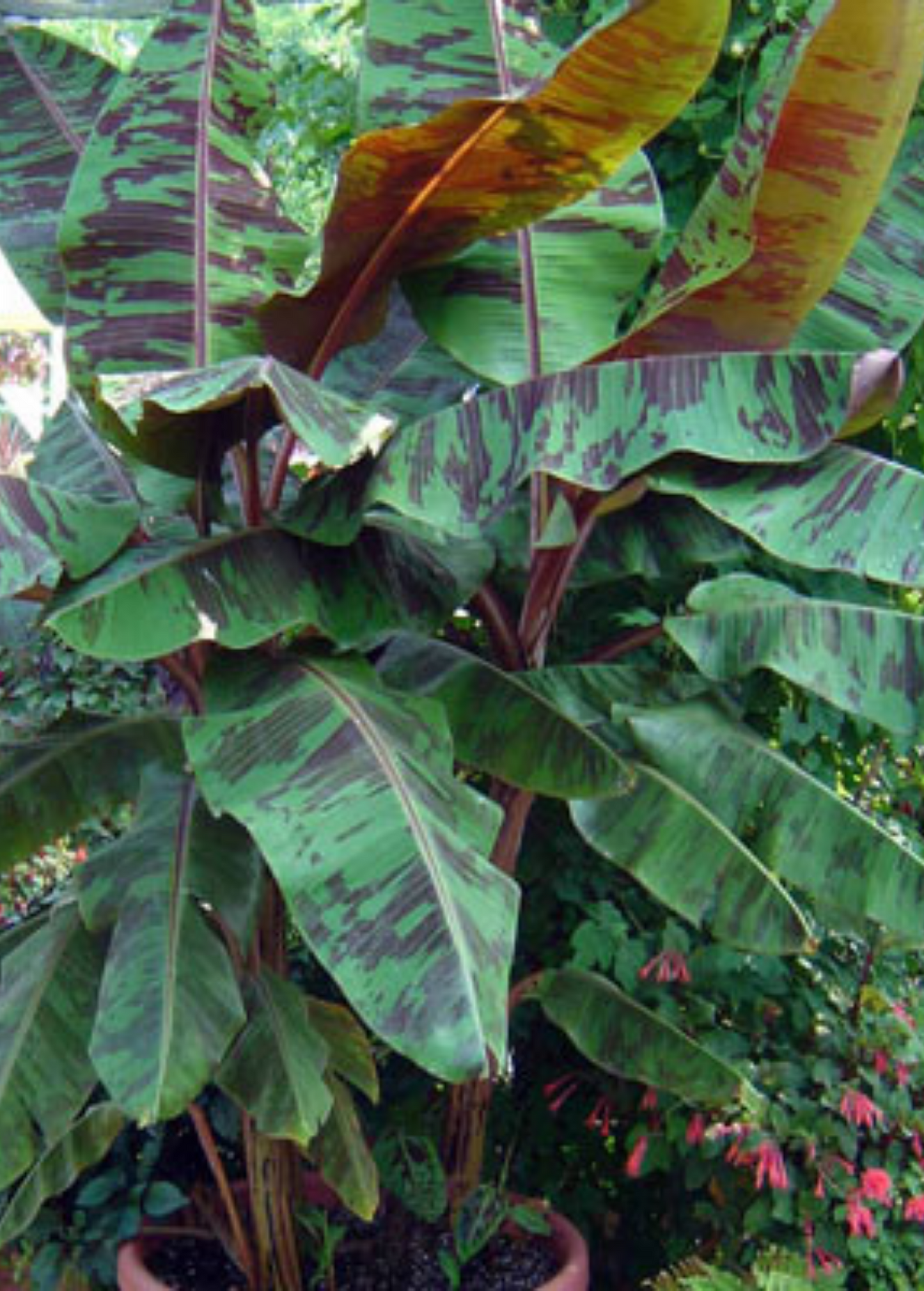 Blood Banana (Musa acuminata var. zebrina)
